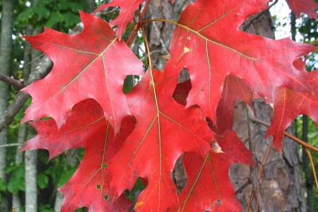 Stejar roșu 80-100 cm RN